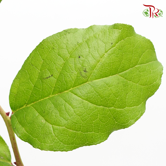 Salal Leaf (Per Bunch) - Pudu Ria Florist