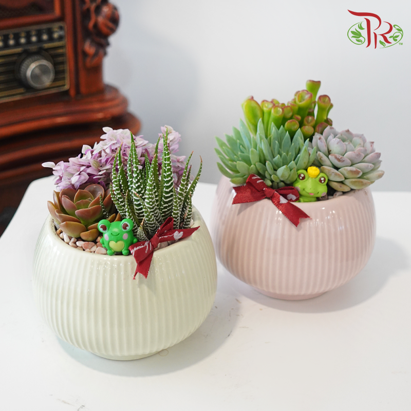 【GIft Series】Transforming for You 我愿为你变身 (Succulent Plant) (With Pot Color Options)