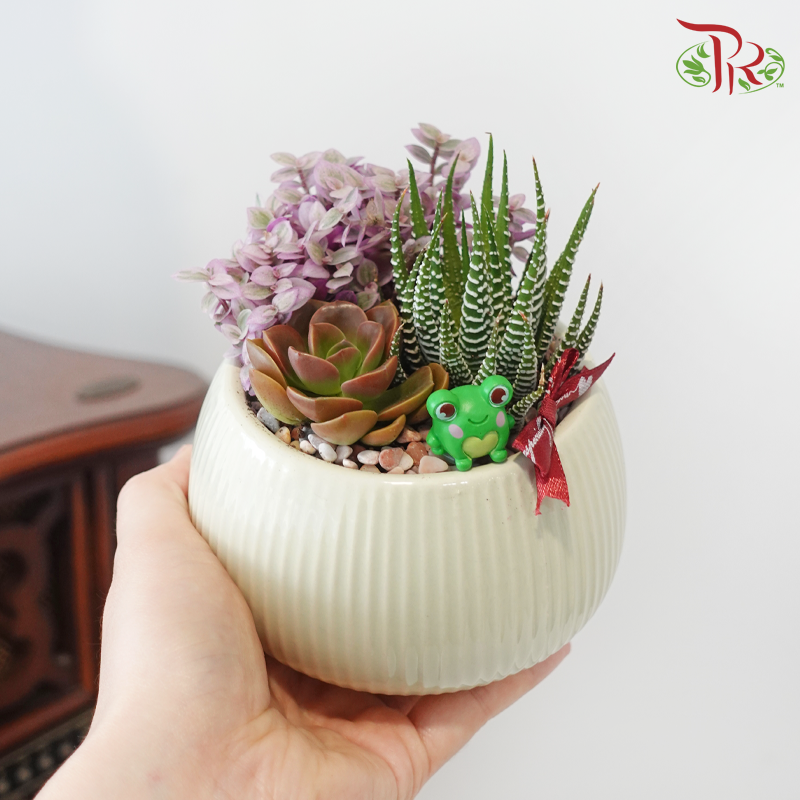 【GIft Series】Transforming for You 我愿为你变身 (Succulent Plant) (With Pot Colour Options)