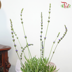 【GIft Series】A Touch of Lavender for You 予你一片薰色温柔 (Lavender Plant)