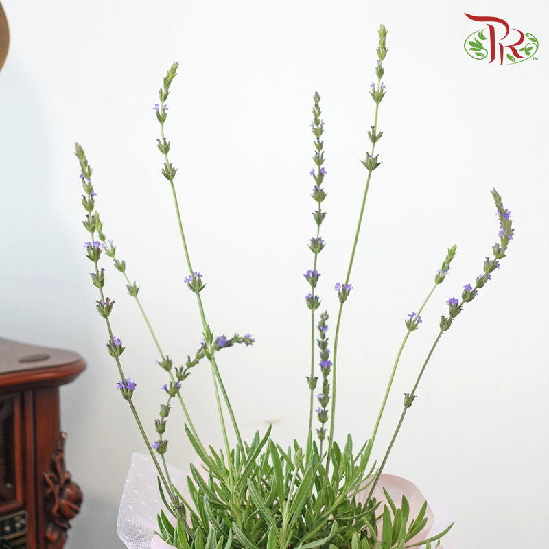 【GIft Series】A Touch of Lavender for You 予你一片薰色温柔 (Lavender Plant)