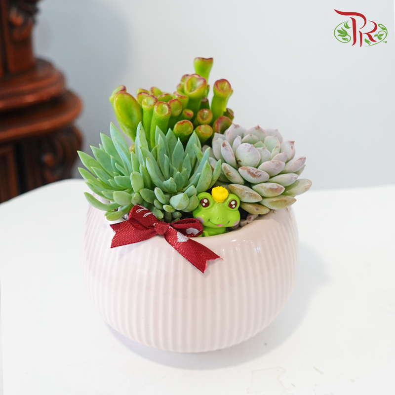 【GIft Series】Transforming for You 我愿为你变身 (Succulent Plant) (With Pot Colour Options)