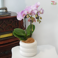 【GIft Series】Mini Orchid WIth Mini Fan (Phalaenopsis Plant) (Random Choose Orchid Color)