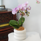 【GIft Series】Mini Orchid WIth Mini Fan (Phalaenopsis Plant) (Random Choose Orchid Color)