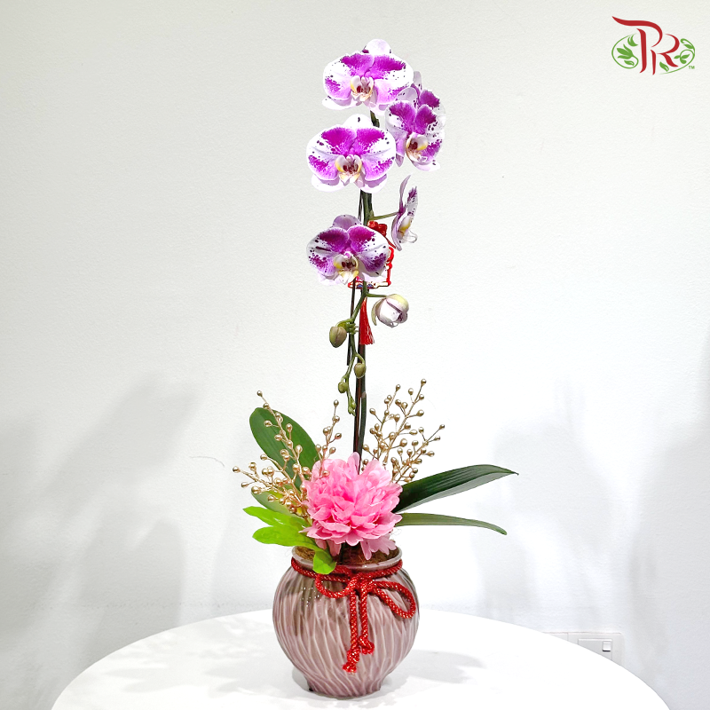 【CNY 2026】Welcoming Spring With Good Tidings《迎春报喜》(Random Choose Orchid Color) (With Pot Color Option)