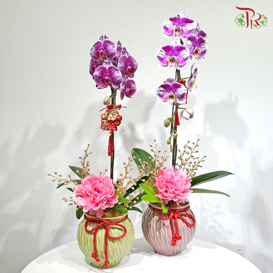 【CNY 2026】Welcoming Spring With Good Tidings《迎春报喜》(Random Choose Orchid Color) (With Pot Color Option)
