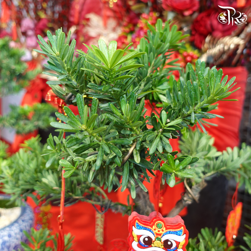 Podocarpus Arrangement Med in HY400B Pot (Random Choose Plant Shape, Design & CNY Ornaments)