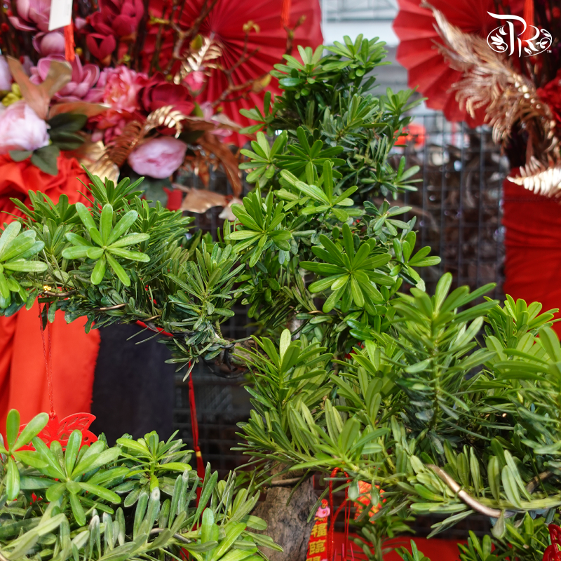 Podocarpus Arrangement Med in HY400B Pot (With The Sitting Guan Yin Miniature) (Random Choose Plant Shape, Design & CNY Ornaments)