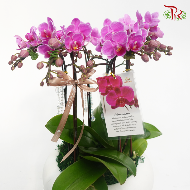 Perfect gift- Tri Pot Mini Orchid Phalaenopsis (Green Pot/ White Pot) - Pudu Ria Florist