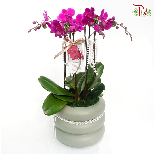 Perfect gift- Tri Pot Mini Orchid Phalaenopsis (Green Pot/ White Pot) - Pudu Ria Florist