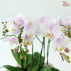 【Gift Series】Orchid Delight (Random Choose Orchid Color) (With Wrapping Cloth Color Options)