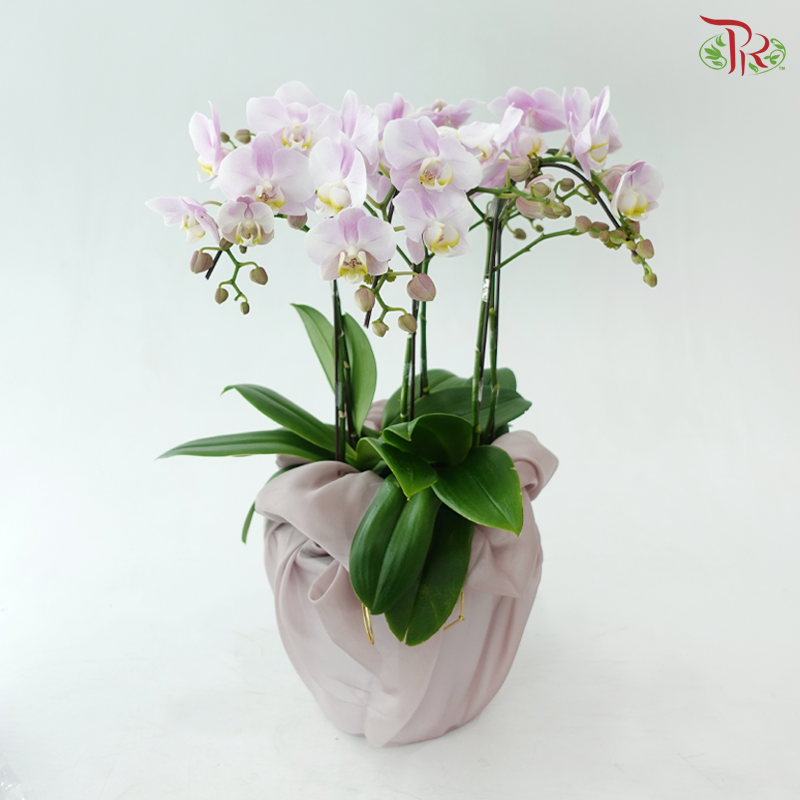 【Gift Series】Orchid Delight (Random Choose Orchid Color) (With Wrapping Cloth Color Options)