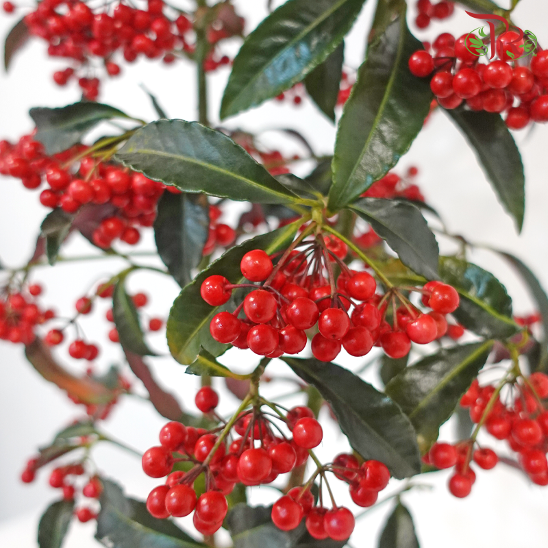 【CNY 2026】A House Full of Good Fortune《满堂红运》