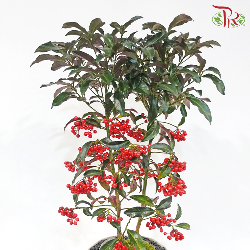 【CNY 2026】A House Full of Good Fortune《满堂红运》