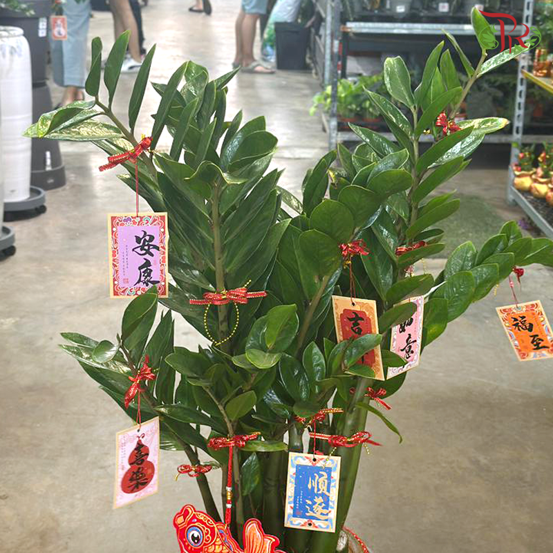 【CNY 2026】Fortune and Abundance 《招财进宝》(Zamia Plant)