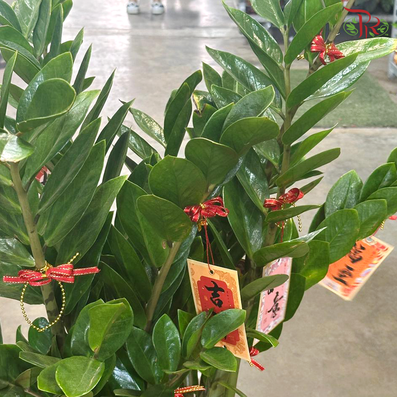 【CNY 2026】Fortune and Abundance 《招财进宝》(Zamia Plant)
