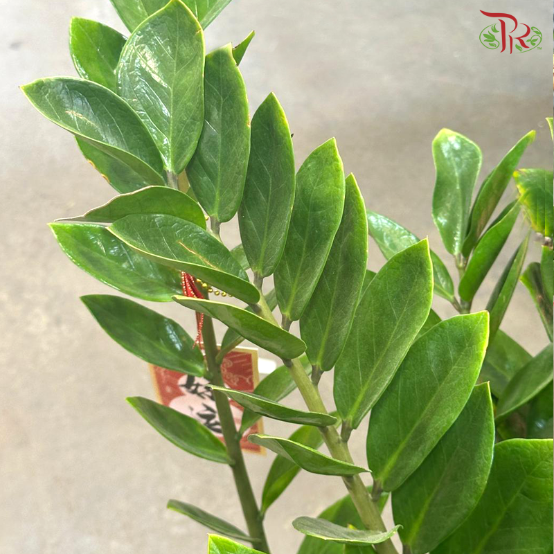 【CNY 2026】Fortune and Abundance 《招财进宝》(Zamia Plant)