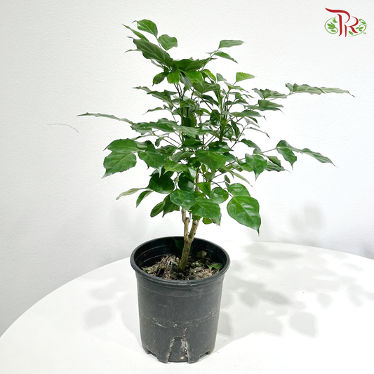 Radermachera Lollipop P150《幸福树 绿宝》