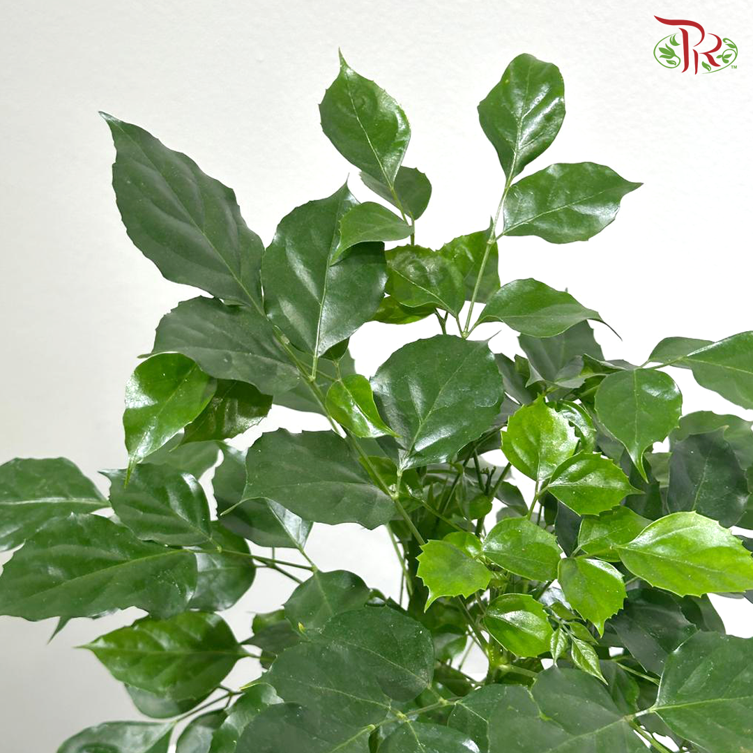 Radermachera Lollipop P150《幸福树 绿宝》