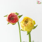 Ranunculus - Bicolour Yellow Red Tone (Per Bunch) **Fragile**