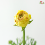 Ranunculus - Bicolour Yellow Red Tone (Per Bunch) **Fragile**