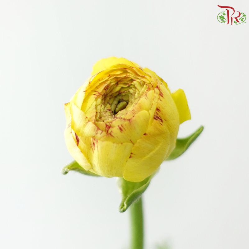 Ranunculus - Bicolour Yellow Red Tone (Per Bunch) **Fragile**
