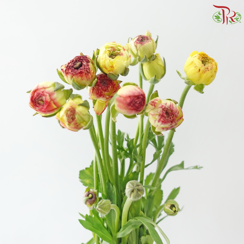 Ranunculus - Bicolour Yellow Red Tone (Per Bunch) **Fragile**