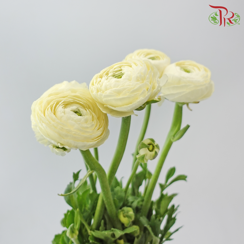Ranunculus Cloni - Cream (Per Bunch) **Fragile