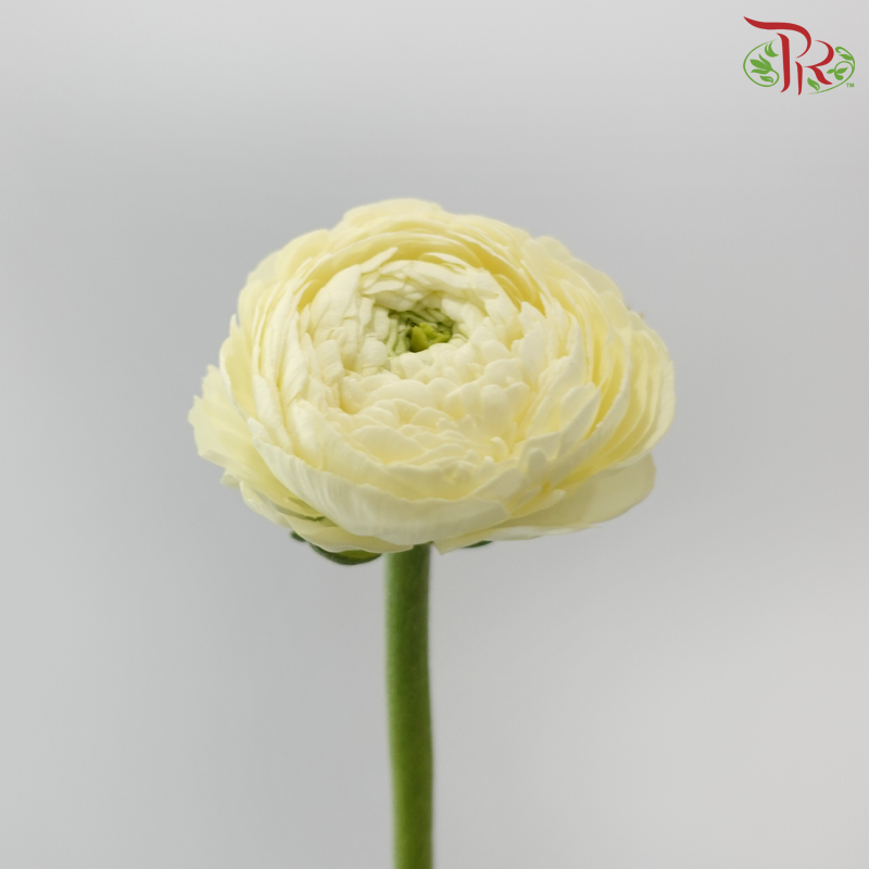 Ranunculus Cloni - Cream (Per Bunch) **Fragile