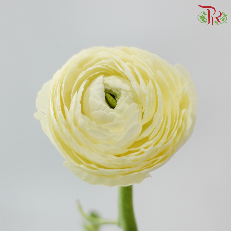 Ranunculus Cloni - Cream (Per Bunch) **Fragile