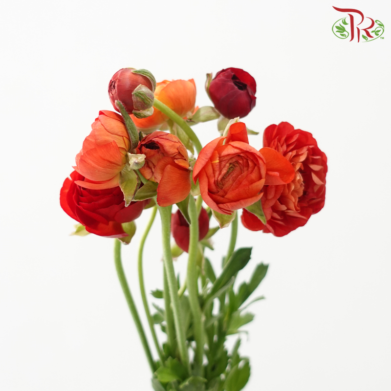 Ranunculus - Mixed Red & Orange (Per Bunch) **Fragile**
