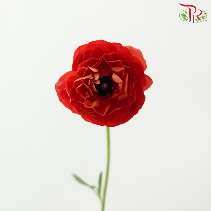 Ranunculus - Mixed Red & Orange (Per Bunch) **Fragile**