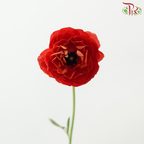 Ranunculus - Mixed Red & Orange (Per Bunch) **Fragile**