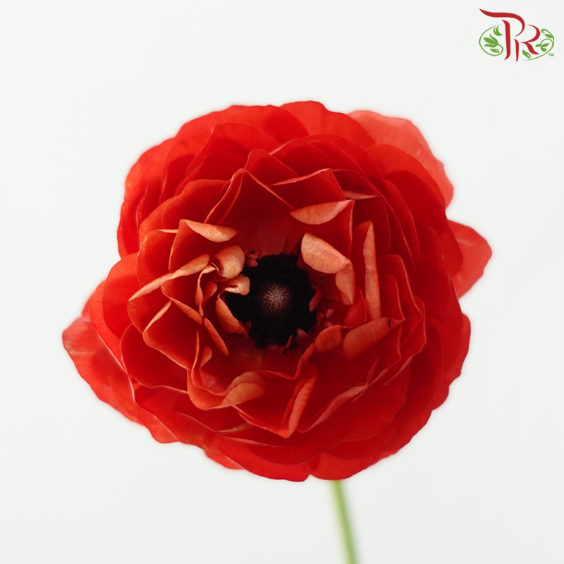 Ranunculus - Mixed Red & Orange (Per Bunch) **Fragile**