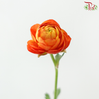 Ranunculus - Mixed Red & Orange (Per Bunch) **Fragile**