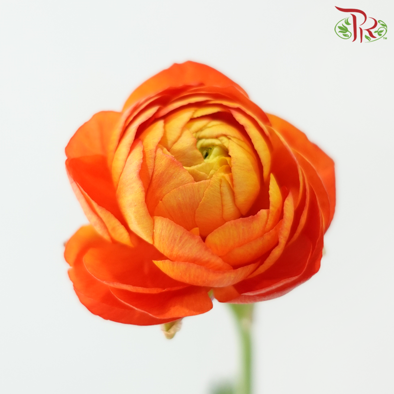 Ranunculus - Mixed Red & Orange (Per Bunch) **Fragile**