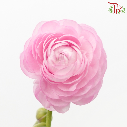 Ranunculus - Pink (10 Stems) *Small Bud (Fragile)