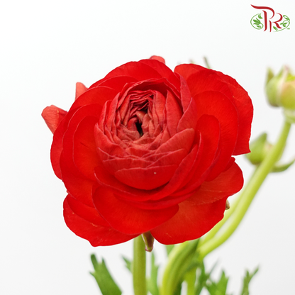 Ranunculus - Red (10 Stems)  *Small Bud (Fragile)