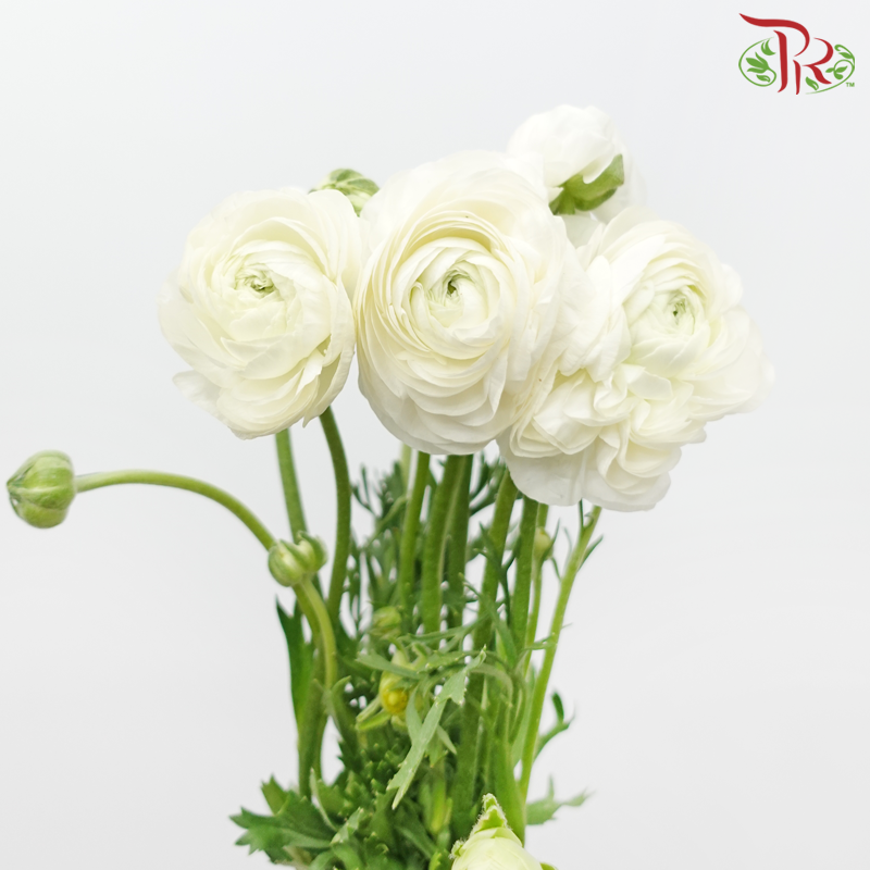 Ranunculus - White (10 Stems) ***Fragile