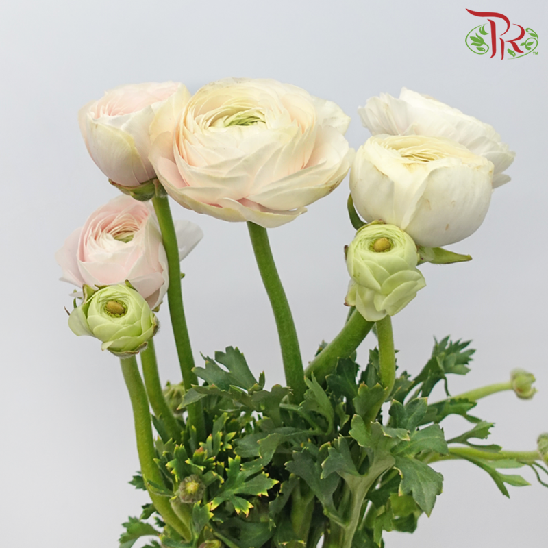 Ranunculus Cloni - White With Light Pink (5 Stems)