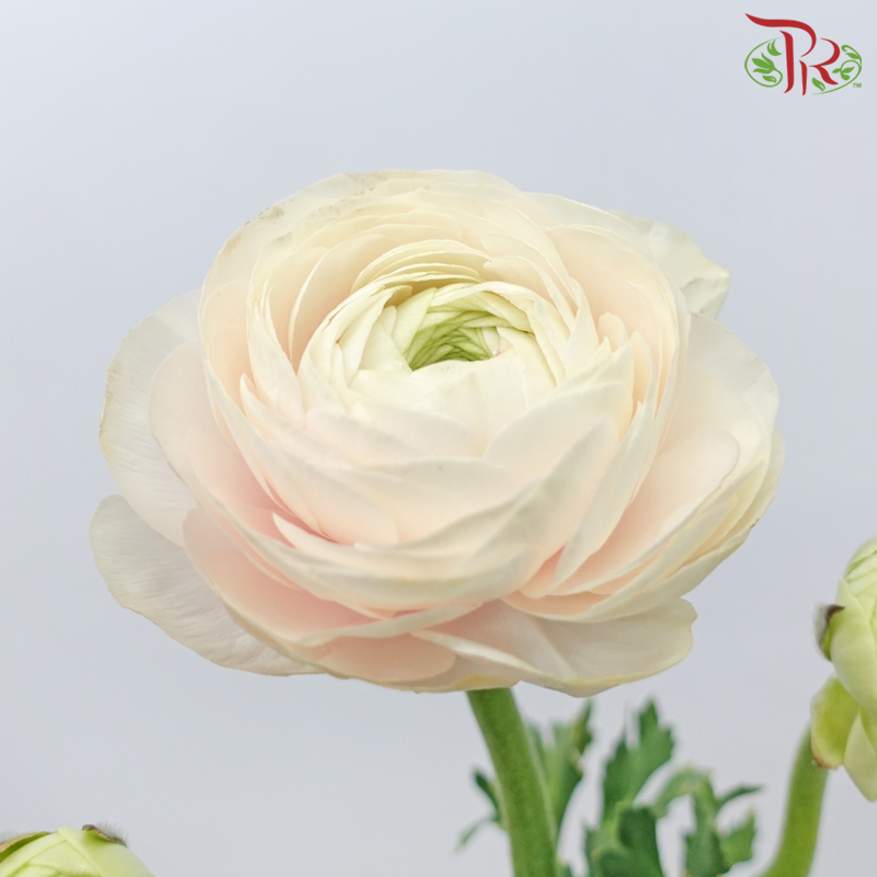 Ranunculus Cloni - White With Light Pink (5 Stems)