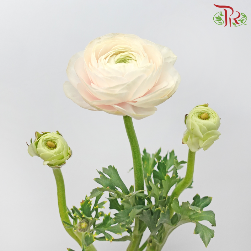 Ranunculus Cloni - White With Light Pink (5 Stems)