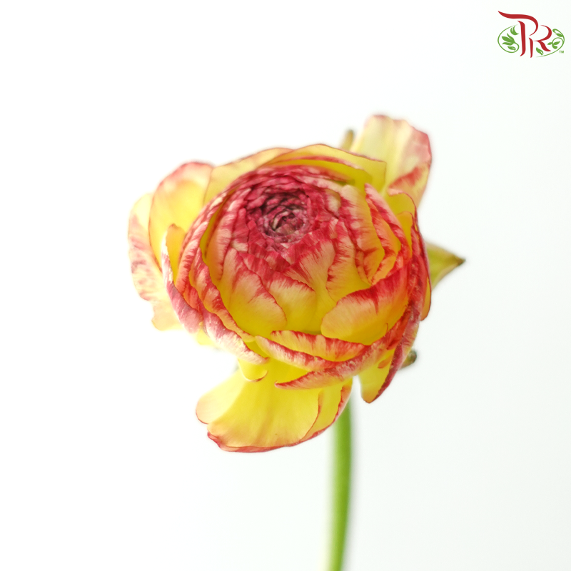 Ranunculus - Bicolour Yellow Red Tone (Per Bunch) **Fragile**