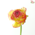 Ranunculus - Bicolour Yellow Red Tone (Per Bunch) **Fragile**