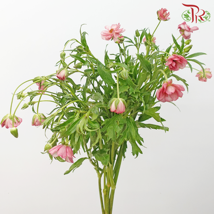 Ranunculus Butterfly - Kobi Pink (Per Bunch) - Pudu Ria Florist