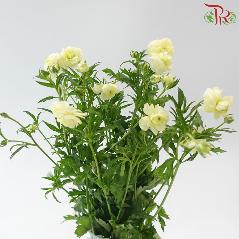 Ranunculus Butterfly - Light Green (Per Bunch) **Fragile**