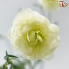 Ranunculus Butterfly - Light Green (Per Bunch) **Fragile**