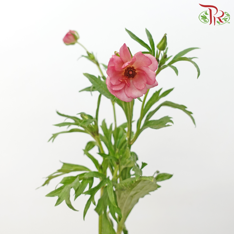 Ranunculus Butterfly - Kobi Pink (Per Bunch) - Pudu Ria Florist