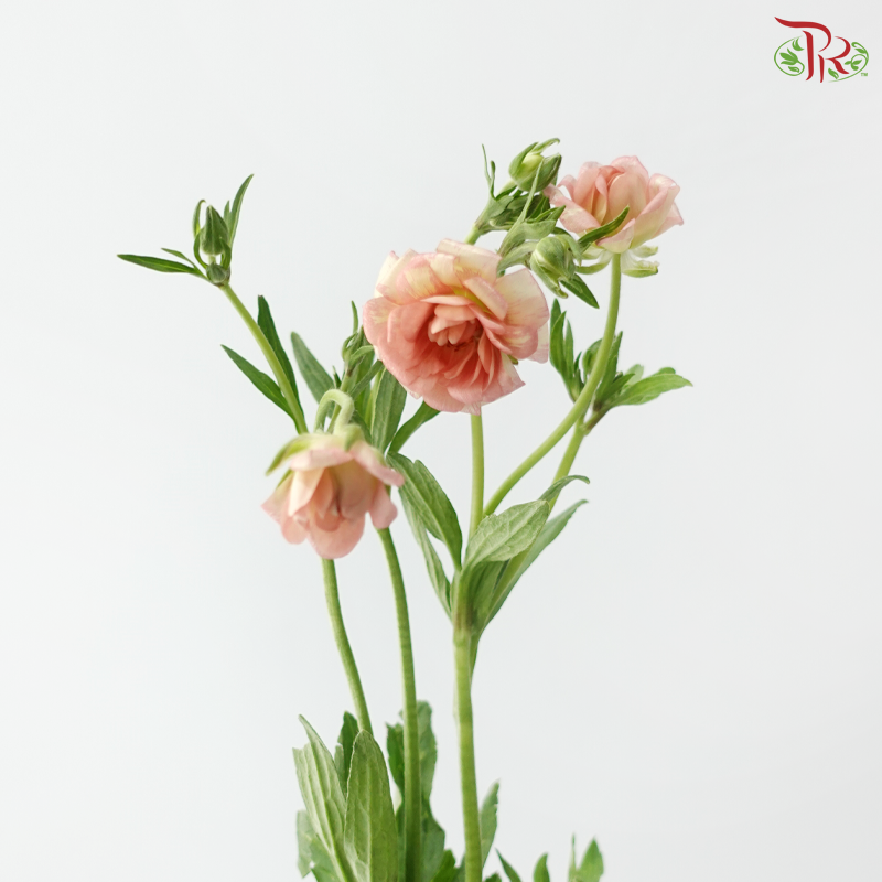 Ranunculus Butterfly - Salmon (5 Stems) **Fragile**