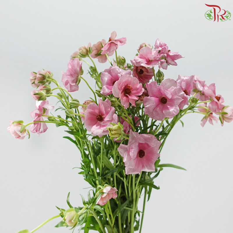 Ranunculus Butterfly - Pink Purple (Per Bunch) **Fragile